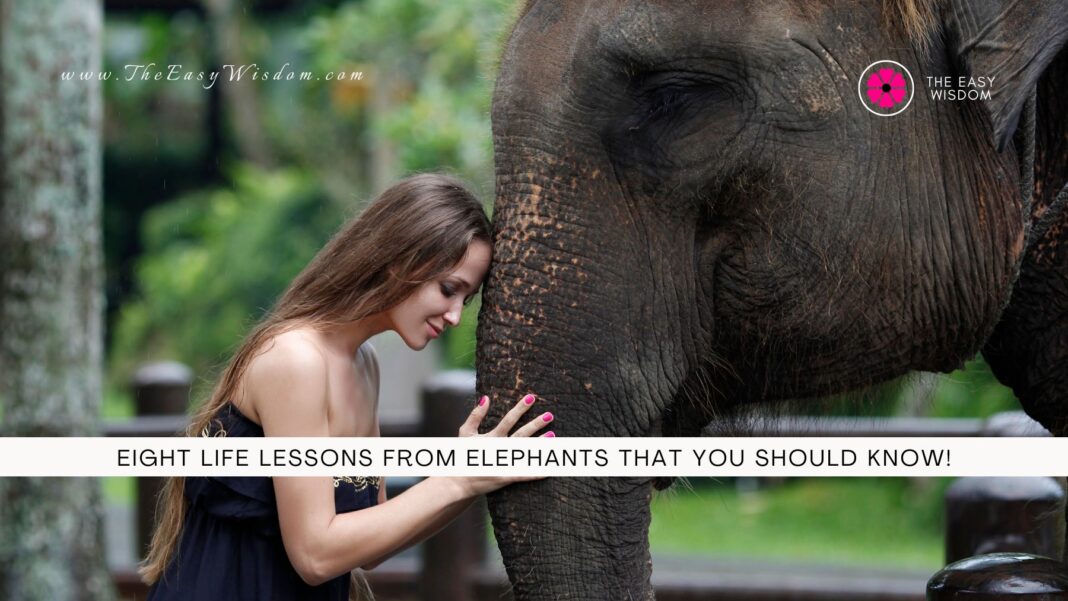 Life lessons from elephants- www.theeasywisdom.com
