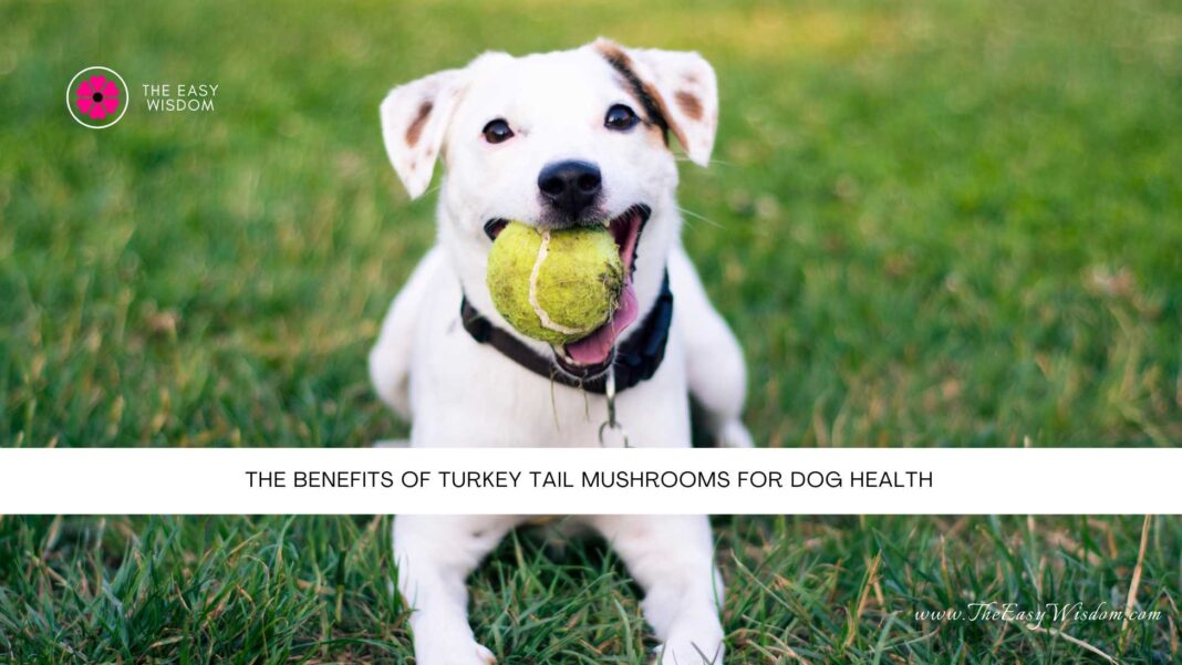 The Benefits of Turkey Tail Mushrooms for Dog Health- The Easy Wisdom- www.TheEasyWisdom.com