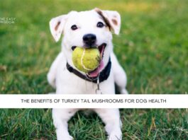 The Benefits of Turkey Tail Mushrooms for Dog Health- The Easy Wisdom- www.TheEasyWisdom.com