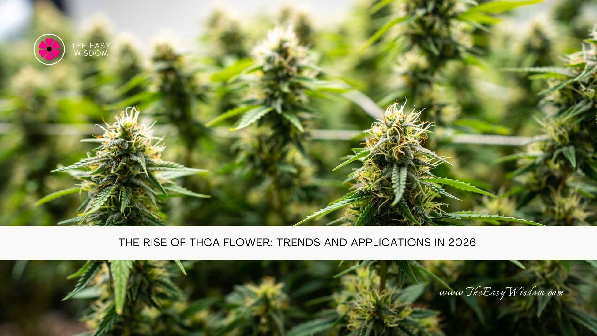 The Rise of THCA Flower Trends and Applications in 2026- The Easy Wisdom- www.TheEasyWisdom.com The Rise of THCA Flower Trends and Applications in 2026- The Easy Wisdom- www.TheEasyWisdom.com